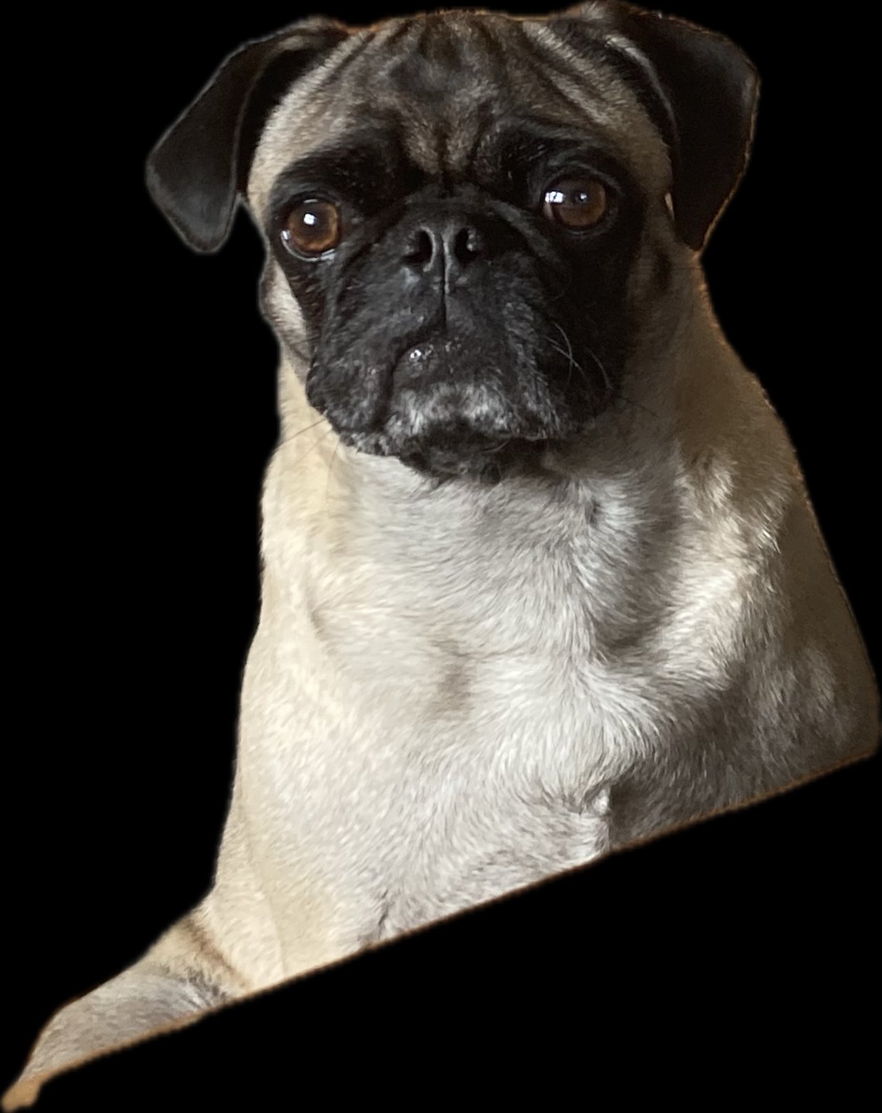 Luckypugs