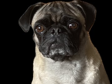 Luckypugs