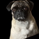 Mops
