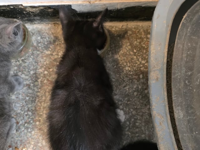 Mamman  är tredje generation Sokoke katt pappan är Tuxedo katt · Malmö · Mohamed A.