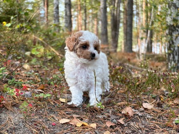 Cavapoo · Sala · Sallysshine