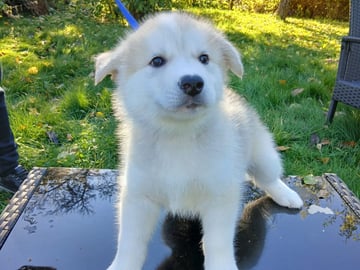 Siberian Husky · Mysen · Lis og Clay  sine hunder
