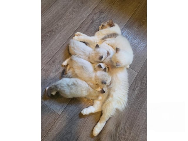 Ragdoll · Ankarsvik · SE*Stenvik's