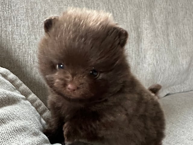 Pomeranian