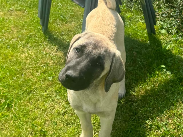Kangal hyrdehund