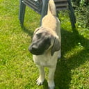 Kangal çoban köpegi
