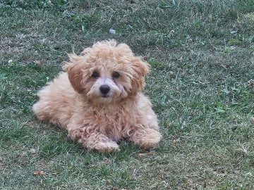 Blandras Dvärg pudel/ Bichon Havanais · Höör · Carola J.