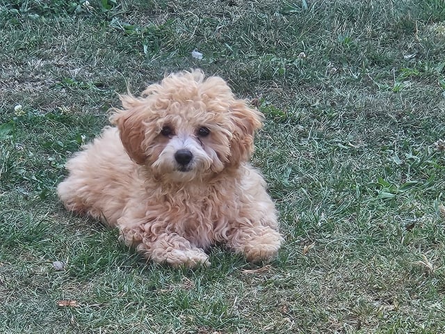 Blandras Dvärg pudel/ Bichon Havanais · Höör · Carola J.