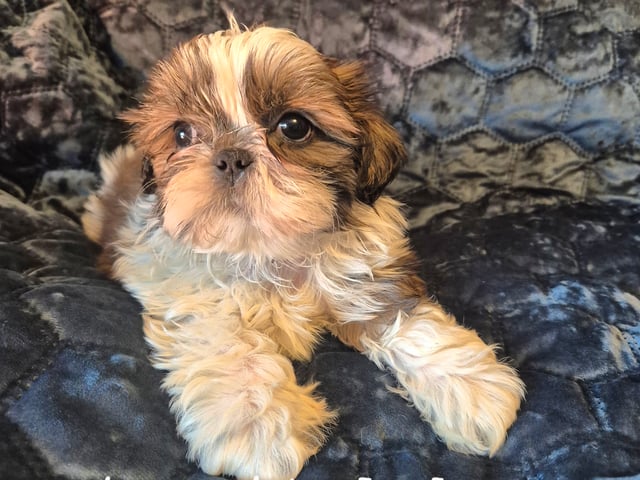 Shih Tzu