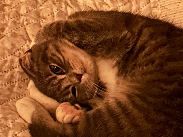 Scottish Fold