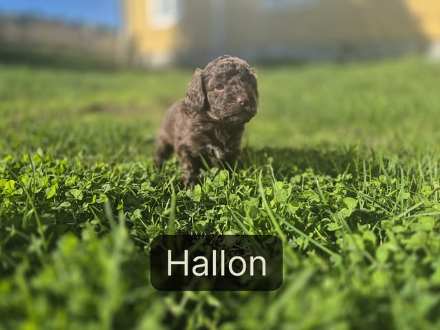 valp: Hallon