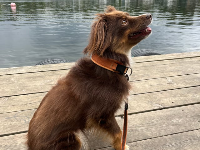 Hund: Juno