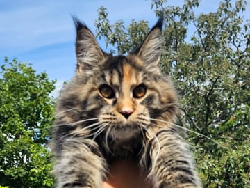 Maine Coon · Nynäshamn · Mattizoo
