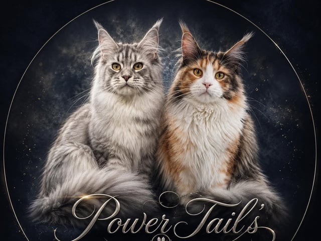 SE*Power Tail’s