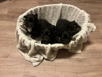 Finnish Lapphund · Tynset · Josefine Rotvik Vold