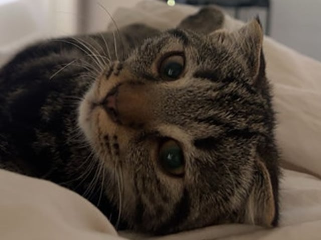 7mnd gammel kattunge vurderes omplassert