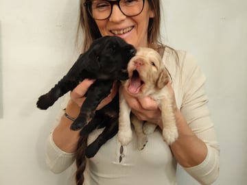 Babsan hund och kattklipp , babsans cockerpoo