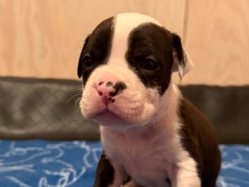 Patrick Nielsen Amstaff