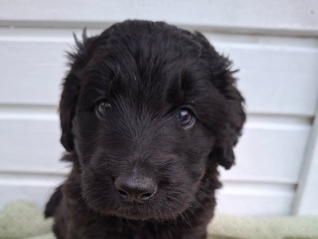 Labradoodle