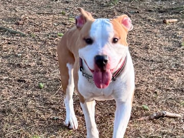 American Staffordshire Terrier · Perstorp · Annicanina's