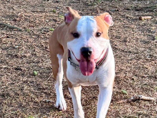 American staffordshire terrier