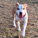 American staffordshire terrier