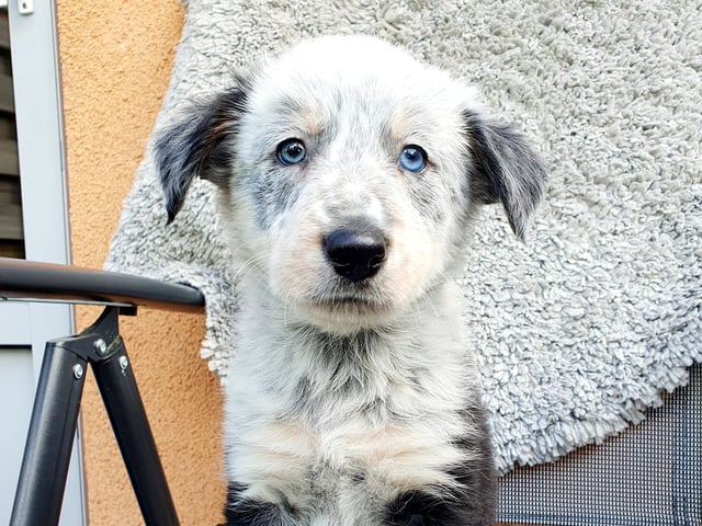 Border collie