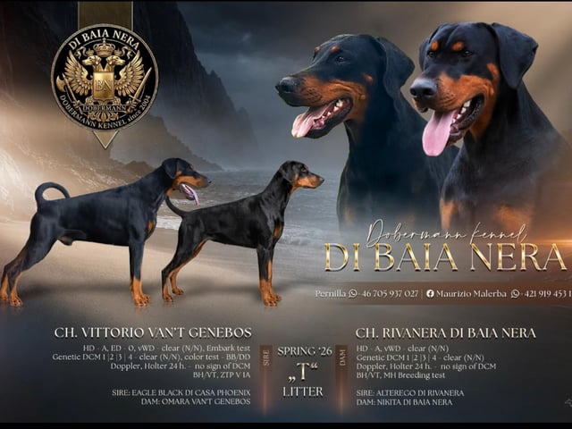 Dobermann