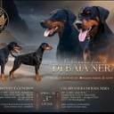 Dobermann