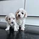 Maltipoo