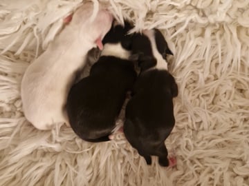 Långhåring chihuahua · Södertälje · Telge's Bling Bling