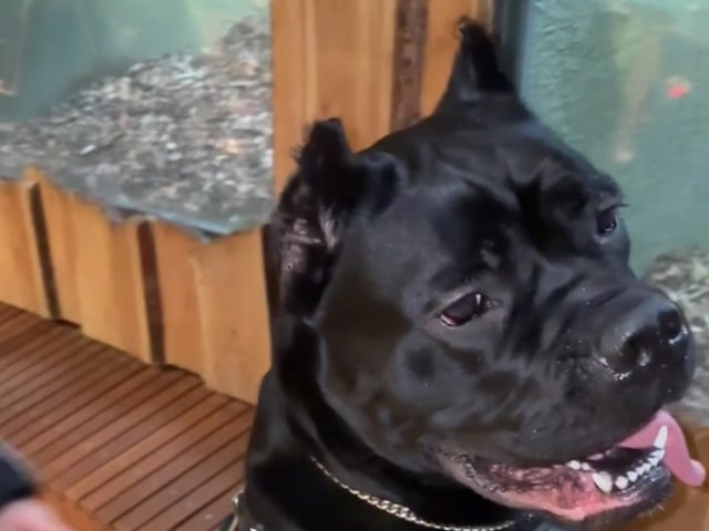 Cane corso