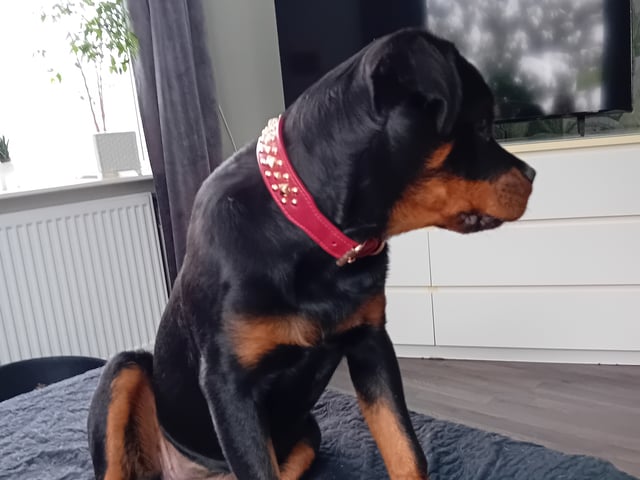 Rottweiler