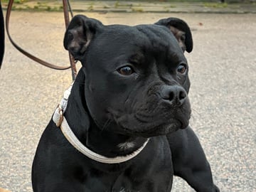 Tattmans kennel