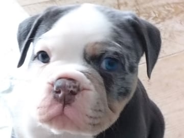 Old Glory Bulldogs