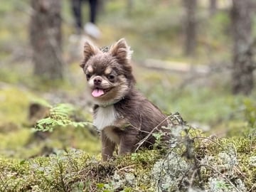 Chihuahua · Karlstad · Zusanna D.