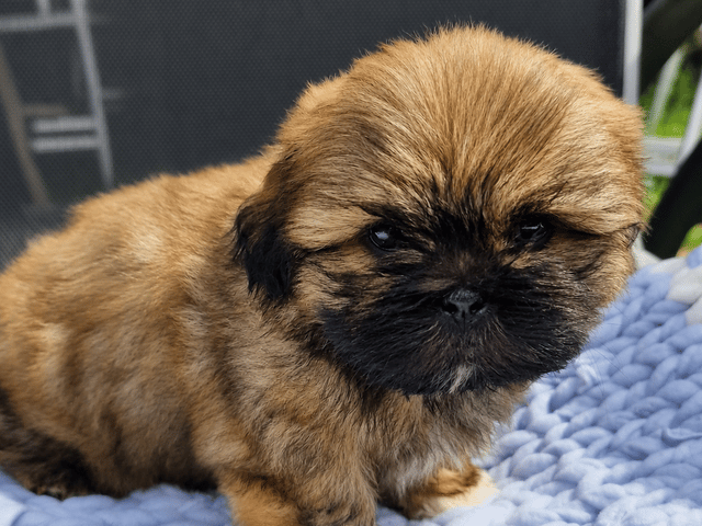 Shih Tzu