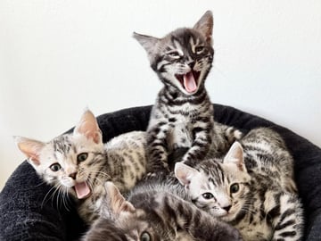 Bengal · Månkarbo · Eirwens