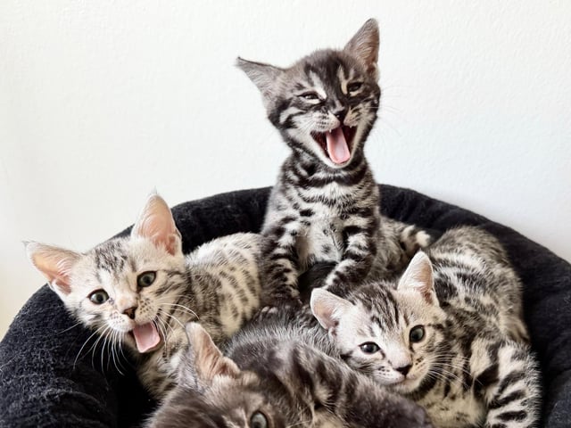 Bengal