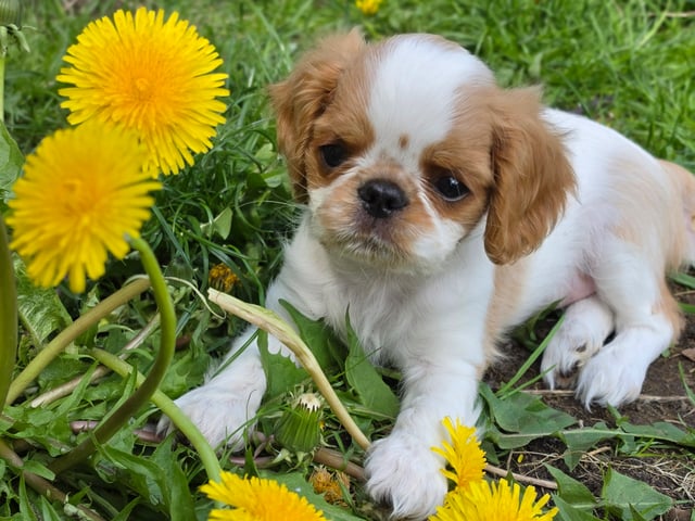 King charles spaniel