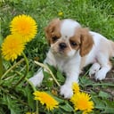 King charles spaniel