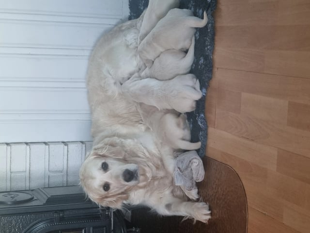 Golden retriever