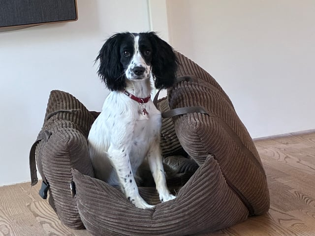 Cocker spaniel · Silkeborg · Casper B.