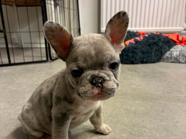Fransk bulldog