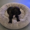 Staffordshire bull terrier