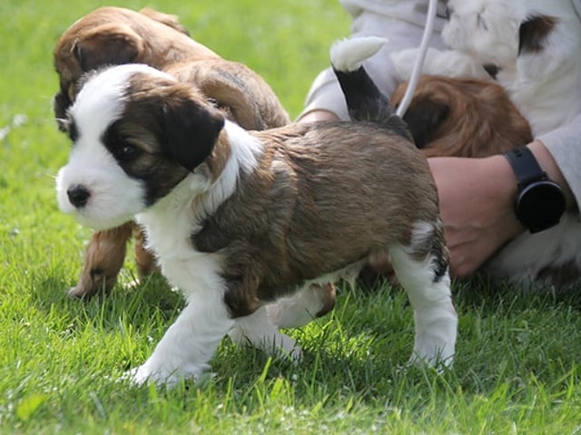Tibetansk terrier · Halden · Lena Mari Fjeld