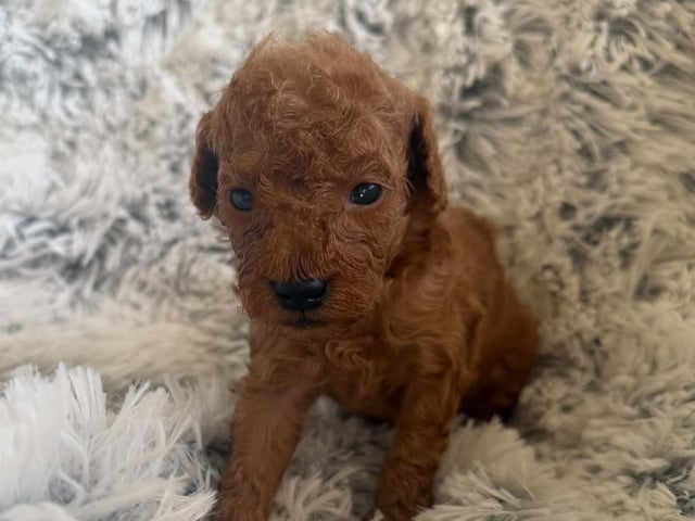 Toy puddel · Tumba · Samuel P.
