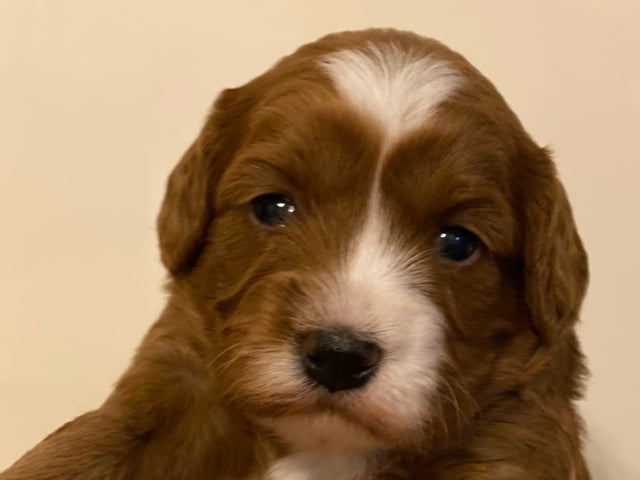 Cavapoo