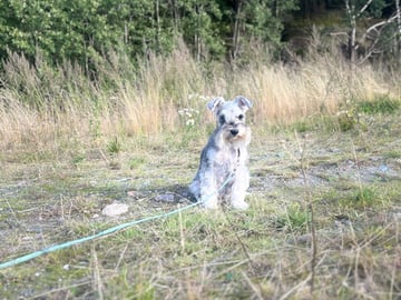 Dværgschnauzer · Partille · Encalnas' Kennel
