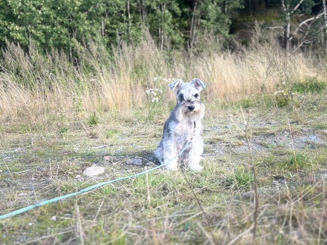 Miniature Schnauzer · Partille · Encalnas' Kennel